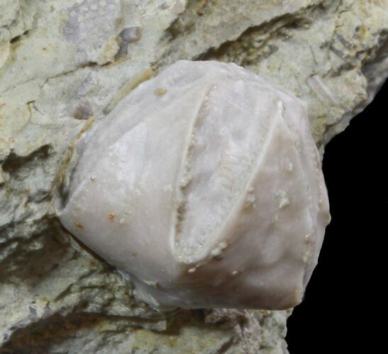 Blastoid (Pentremites) Fossil - Illinois #48663